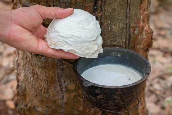 coagulated-lump-of-raw-natural-rubber